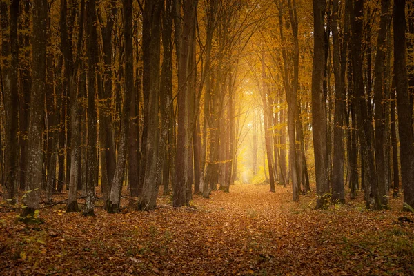 Ścieżka Światłem Gęstym Lesie Jesiennym — Zdjęcie stockowe
