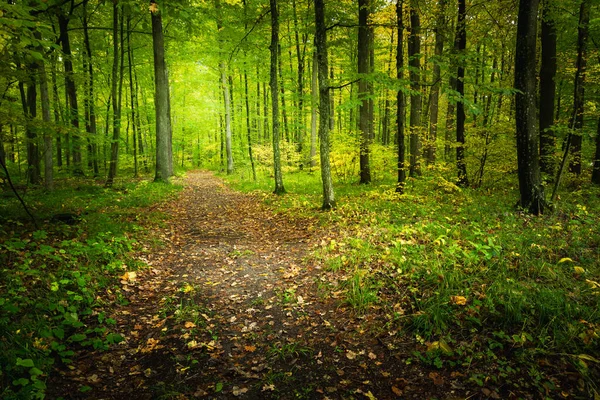 Stezka Lesích Začátku Podzimu Nowiny Východní Polsko — Stock fotografie