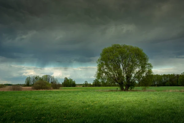 Yeşil Çayır Yağmurlu Gökyüzünde Büyük Bir Ağaç Doğu Polonya — Stok fotoğraf
