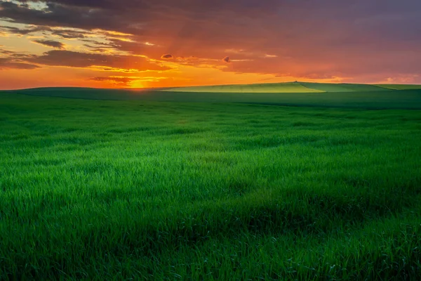 日没と緑のフィールドの間にカラフルな雲 夜の夏の景色 — ストック写真