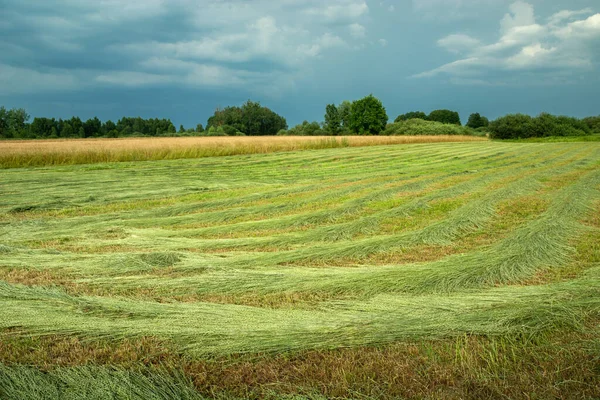 田舎の牧草地と曇りの雨の空 夏の日 — ストック写真