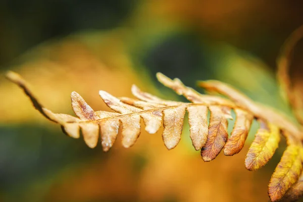 乾燥した茶色のシダの小枝のクローズアップ — ストック写真