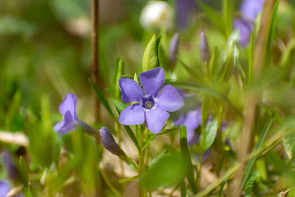 Periwinkle Λουλούδι Και Μπουμπούκια Καταπράσινο Γρασίδι Θέα Την Άνοιξη — Φωτογραφία Αρχείου
