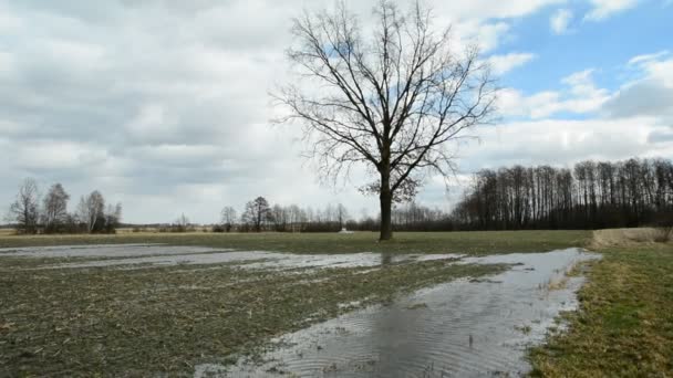 一片洪水泛滥的田野 一棵摇曳的树在风中摇曳 一点声响也没有 免版税图库视频片段