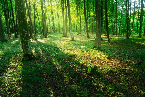 Lumière Soleil Ombres Dans Une Forêt Verdoyante Jour Été — Photo