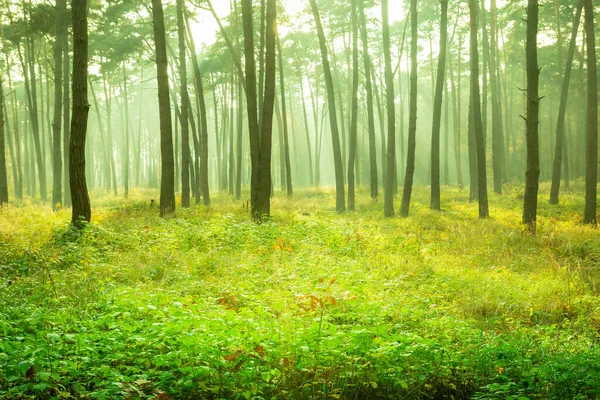 Beautiful Yellow Green Misty Forest Borek Chelm Eastern Poland — Stock Photo, Image