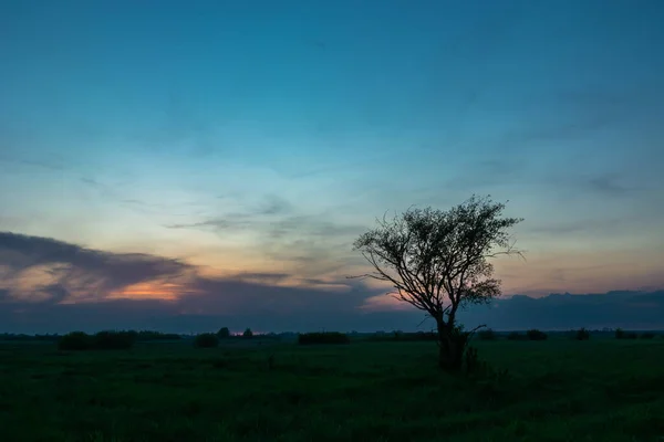 Çayırda Büyüyen Yalnız Ağaç Akşam Gökyüzü Ilkbahar Manzarası — Stok fotoğraf