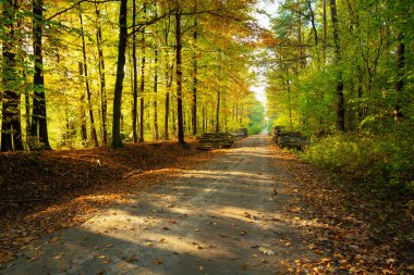 Sonbahar güneşli ormanlarında toprak yol, Zarzecze doğu Polonya