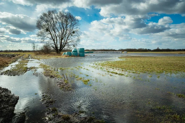 stock image A flooded meadow after melting snow, a large tree and a clear sky, Nowiny, Poland