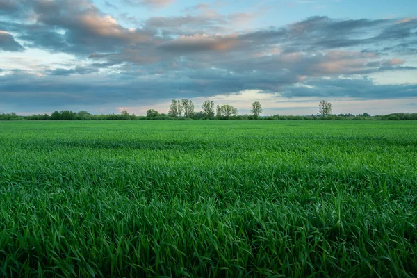 Grüne Wiese Mit Getreide Und Abendwolken Blick Auf Den Frühling — Stockfoto