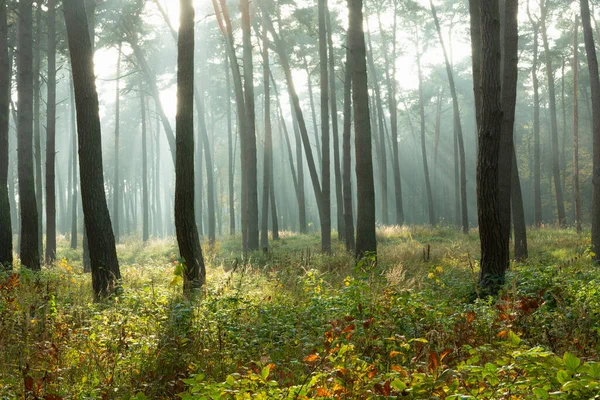 Misty Autumn Forest Illuminata Dal Sole Chelm Polonia — Foto Stock