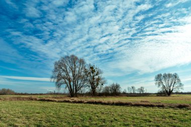 Ufukta ağaçlar ve mavi gökyüzünde beyaz bulutlar olan çayır, bahar günü.