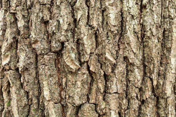 Tutup Batang Pohon Lama Tilikan Kulit Latar Belakang — Stok Foto