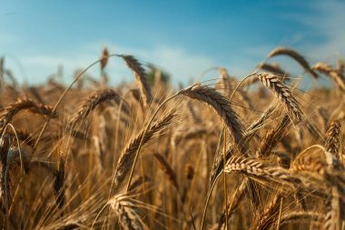 Tarlada tritikallerin kulakları ve mavi gökyüzü, yaz kırsal manzarası