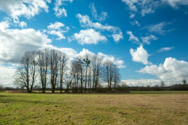 A row of trees without leaves in a meadow, spring day, Nowiny, Poland