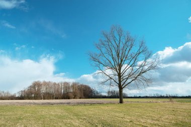 Large oak tree without leaves in the meadow, Nowiny, Poland
