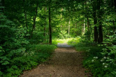 Sunlight on a path in a green forest, eastern Poland
