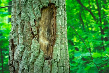 Fragment of chipped bark on an old tree in a green forest, summer day, eastern Poland