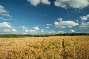 Wheel tracks on rural stubble field and white clouds on the sky, Czulczyce, Lubelskie, Poland