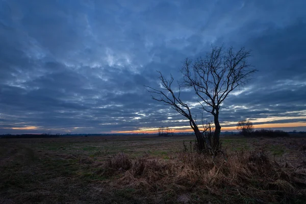 A leafless tree in a meadow and evening clouds after sunset, Czulczyce, Poland