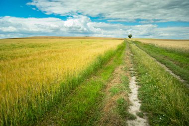 Country road through a field of barley, summer view in eastern Poland
