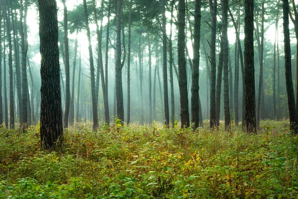 Słońce Mgła Jesiennym Lesie Chełm Polska Obrazy Stockowe bez tantiem