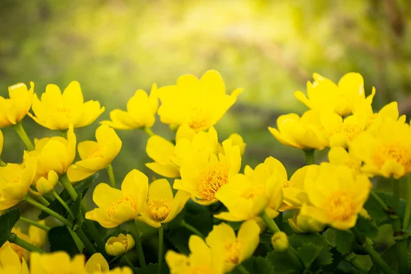 Grupp Gula Kärr Ringblomma Blommor April Våren Bakgrund — Stockfoto