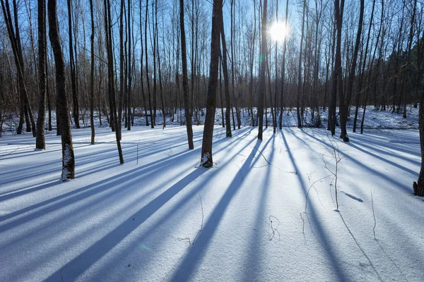Soleil Les Ombres Des Arbres Forêt Hiver Nowiny Pologne — Photo