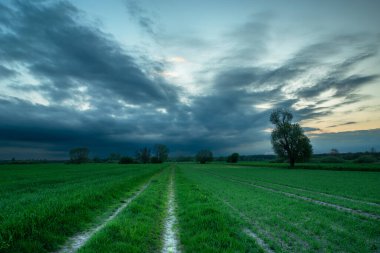 Yeşil tarlalardan geçen toprak yol ve kara bulutlu bir cephe, Nowiny, Polonya