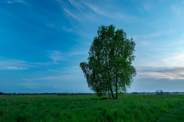 Çayırdaki Uzun Ağaç Akşam Gökyüzü Doğu Polonya — Stok fotoğraf