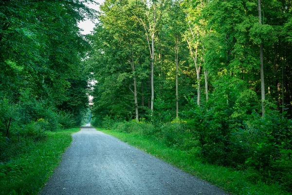 Droga Żwirowa Przez Gęsty Zielony Las Widok Lato — Zdjęcie stockowe