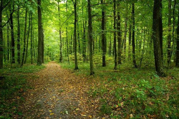 Chemin Dans Une Forêt Feuillus Verdoyants Vue Été Pologne Orientale — Photo