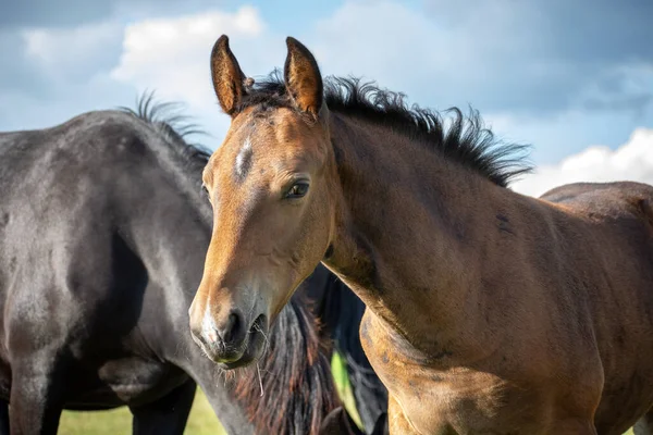 马群中的一匹棕色小马吃草 夏日阳光明媚 — 图库照片