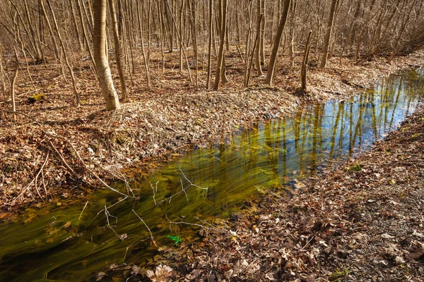 Piccolo Fiume Con Alghe Nella Foresta Polonia Orientale — Foto Stock