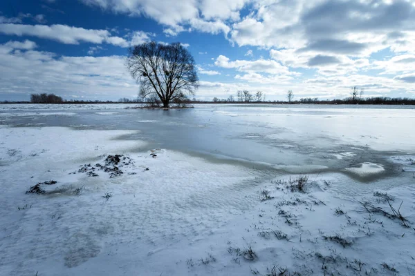 Água Congelada Neve Prado Com Uma Árvore Horizonte Nowiny Polônia — Fotografia de Stock