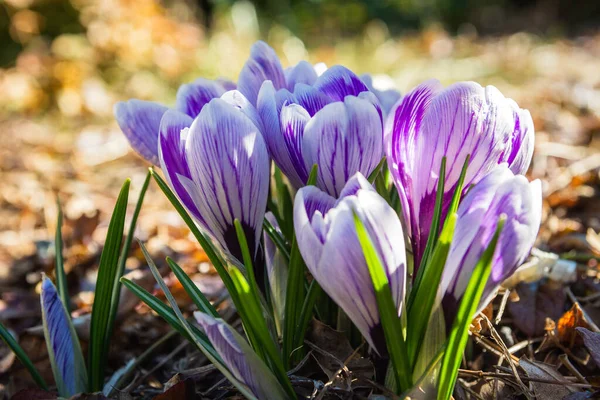 晴れた3月の日に群生する群生花 — ストック写真