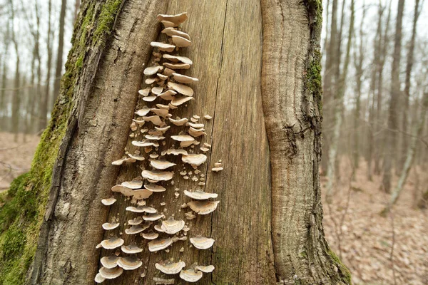 Group Wild Mushrooms Growing Tree Trunk Spring Day — Stock Photo, Image