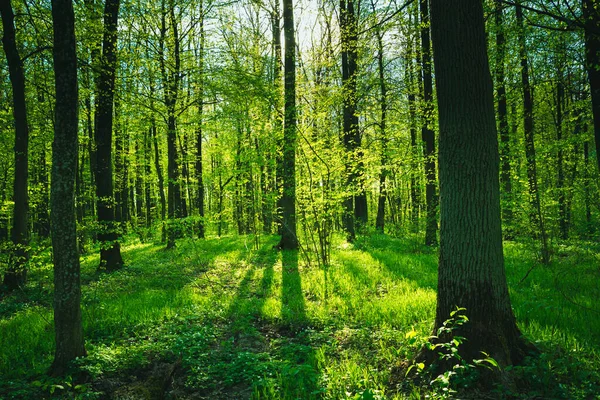 Jarní Zelený Les Sluneční Svit Padající Stromy Východní Polsko — Stock fotografie