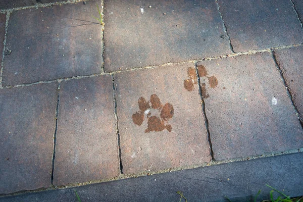 Wet dog paw prints on the pavement red stones