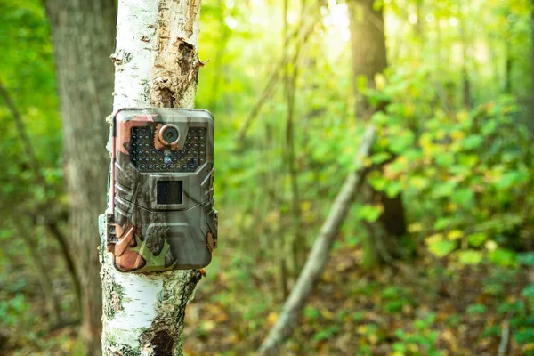 Camera trap on a birch tree trunk in the green forest