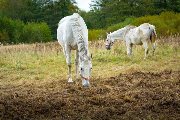 两只大白马在牧场上吃草 — 图库照片