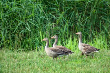 Çayırda yürüyen dört gri kaz, Stankow, Polonya