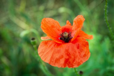 Yeşil arka plandaki gelincik çiçeğini kapat, yaz manzaralı.