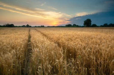 Tahıl tarlasında tekerlek izleri ve günbatımı gökyüzü, Nowiny, Polonya
