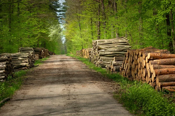 Порубайте Дерева Дорозі Весняному Лісі Східна Польща — стокове фото