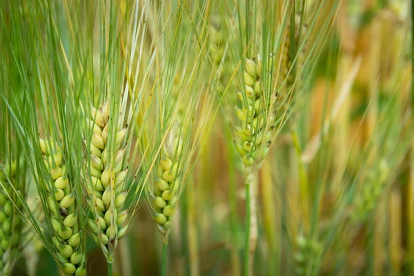 Nahaufnahme Von Frischen Grünen Getreideähren Landwirtschaftlicher Hintergrund — Stockfoto