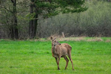 Yeşil bir açıklıktaki tek bir dişi geyik, bahar günü.
