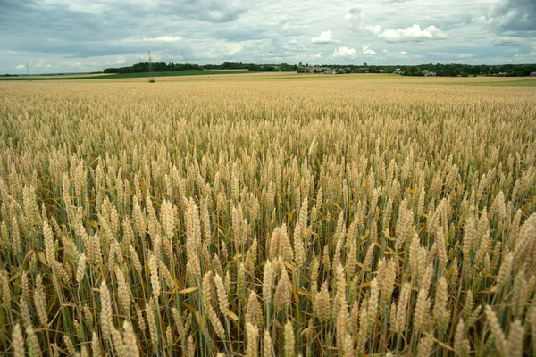 Blick Auf Ein Riesiges Weizenfeld Einem Bewölkten Tag Staw Polen — Stockfoto