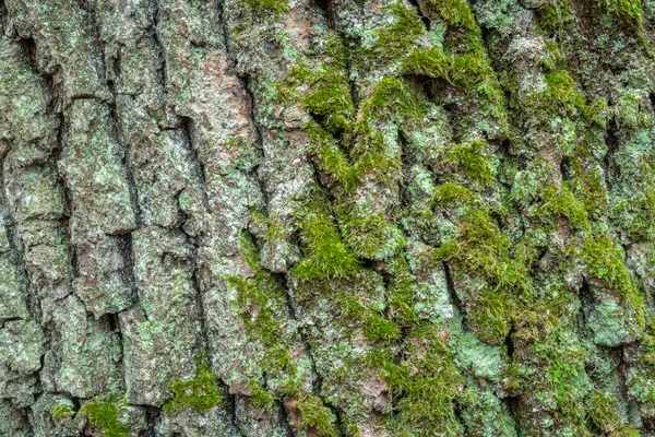 Lumut Hijau Kecil Dan Kulit Pohon Tua — Stok Foto