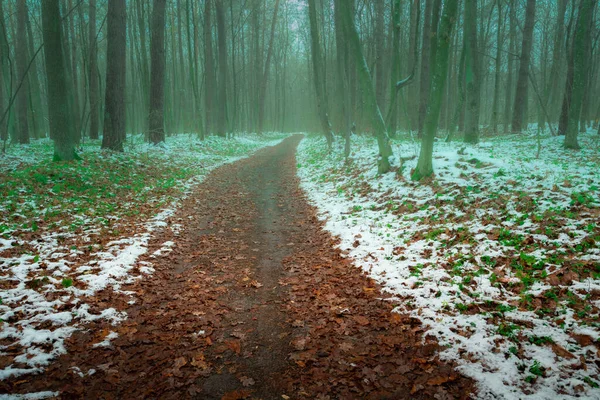 Mokre Liście Ścieżce Śnieżnym Mglistym Lesie Listopadowy Dzień Wschodnia Polska — Zdjęcie stockowe
